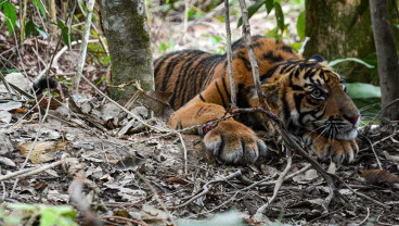 Seekor Anak Harimau Sumatra Terkena Jerat di Aceh