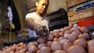 Stok Tak Terserap, Harga Telur di Peternak Anjlok 