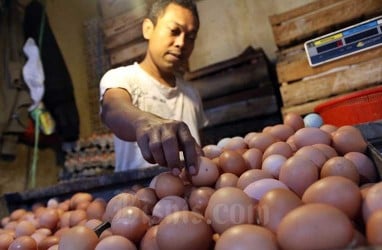 Stok Tak Terserap, Harga Telur di Peternak Anjlok 