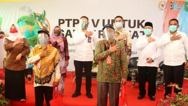 Kiat PTPN V Pertahankan Ekonomi Petani Plasma yang Direplanting