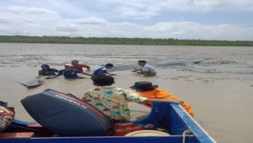 Warga Sungai Kong OKI Selamatkan Paus Terdampar