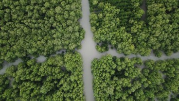 2021, Luhut Targetkan Rehabilitasi Mangrove 150.000 Hektare