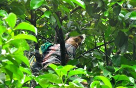 Foto-foto Perburuan Manggis Kualitas Ekspor di Padang