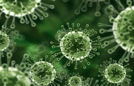 Apa Itu Virus Nipah, Penyebab, Gejala dan Bahayanya