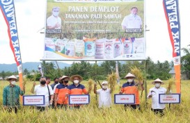 Agro Solution Pupuk Kaltim Tingkatkan Produktivitas Padi Gorontalo Hingga 80 Persen