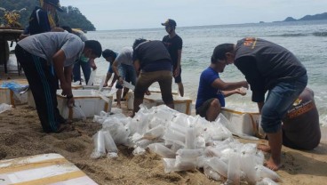 Lagi, Lebih dari 80.000 Benih Lobster Hasil Sitaan Dilepasliarkan