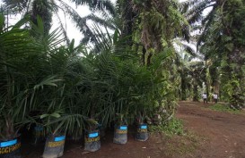 Replanting Lahan Sawit di Sumut Terealisasi 11.000 Hektare
