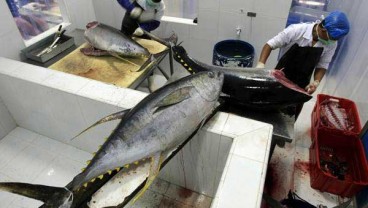 Produk Tuna Indonesia Berhasil Raih Sertifikasi MSC