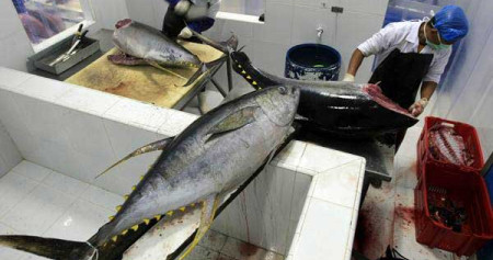 Produk Tuna Indonesia Berhasil Raih Sertifikasi MSC