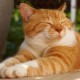 Bolehkah Kucing Diberi Makan Nasi? Ini Kata Dokter Hewan