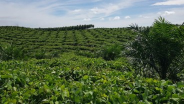 Perkebunan Kelapa Sawit: PTPN V Untung Berlipat, Ini Janjinya untuk Petani Rakyat