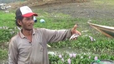 Terjadi Fenomena Umbalan, Pembudidaya Ikan Jatiluhur Gigit Jari