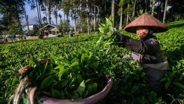 BISNIS AGROWISATA PTPN VIII : Harus Terukur & Realistis!