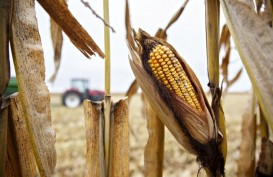 KEBUTUHAN PAKAN TERNAK : China Borong Jagung dari AS