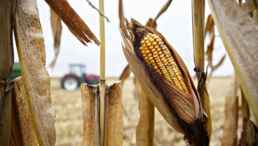 KEBUTUHAN PAKAN TERNAK : China Borong Jagung dari AS