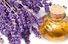 5 Manfaat Minyak Lavender Bagi Kesehatan