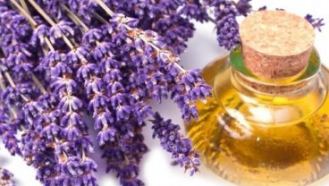 5 Manfaat Minyak Lavender Bagi Kesehatan