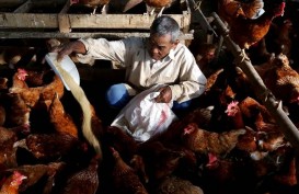 Overpopulasi Ayam, Rantai Dingin Belum Bisa Jadi Solusi
