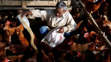 Overpopulasi Ayam, Rantai Dingin Belum Bisa Jadi Solusi