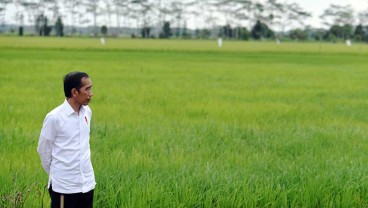 Panen Raya Padi di Lumbung Pangan Pulang Pisau Sebentar Lagi