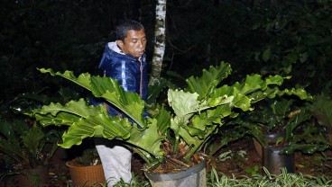 Luas Produksi dan Permintaan Anthurium Daun di Jateng Terus Meningkat