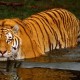 Dua ekor Harimau di Sinka Zoo Singkawang Terlepas
