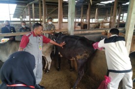 Sangir Balai Janggo Bertekad Jadi Sentra Pembibitan…