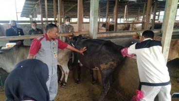 Sangir Balai Janggo Bertekad Jadi Sentra Pembibitan Sapi