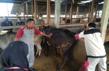 Sangir Balai Janggo Bertekad Jadi Sentra Pembibitan Sapi