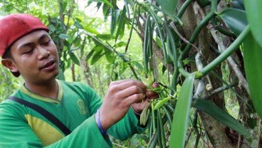 Komoditas Vanili Bali Makin Dilirik Eropa