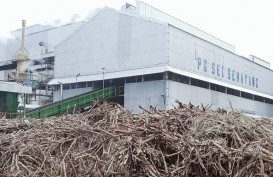 Pabrik Gula Sei Semayang Kembali Beroperasi Setelah Berhenti Enam Tahun