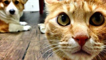 Kasihan, Seekor Kucing di Korsel Positif Covid-19. Ini Gejalanya