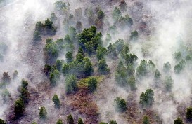 Luas Lahan Terbakar di Riau Capai 55,71 Hektare sejak Januari