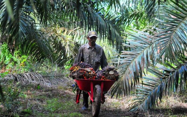 Mencecap Manis Saham TBLA yang Bikin Lo Kheng Hong Tergiur