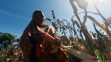 BPTP Gorontalo Sediakan 4 Ton Benih Jagung untuk Petani