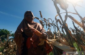 BPTP Gorontalo Sediakan 4 Ton Benih Jagung untuk Petani