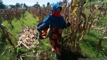 Tingkatkan Produksi, 4 Ton Benih Jagung Berkualitas Dibagikan untuk Petani Gorontalo