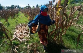 Tingkatkan Produksi, 4 Ton Benih Jagung Berkualitas Dibagikan untuk Petani Gorontalo