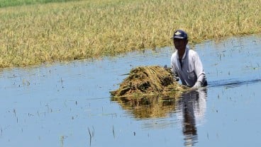 Lahan Food Estate di Kalteng Terendam Banjir