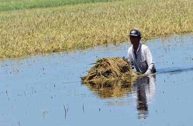 Lahan Food Estate di Kalteng Terendam Banjir