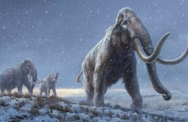 DNA Tertua di Dunia Diurutkan dari Mammoth Berusia Lebih dari 1 Juta Tahun