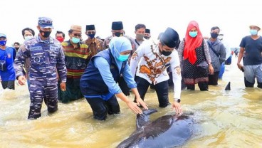 Pemprov Jatim Gandeng FKH Unair Teliti Sampel Paus yang Terdampar