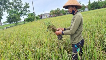 Asuransi Tani di Jateng Bakal Mencakup 20.000 Hektare