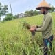 Asuransi Tani di Jateng Bakal Mencakup 20.000 Hektare