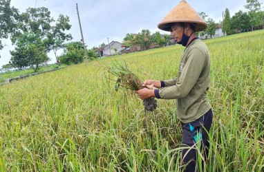 Asuransi Tani di Jateng Bakal Mencakup 20.000 Hektare