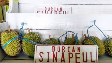 Jelajah Metropolitan Rebana: Pecinta Durian Wajib Nikmati Durian Sinapeul Majalengka