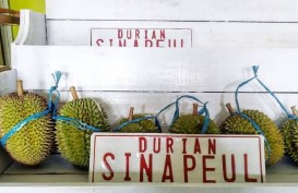Jelajah Metropolitan Rebana: Pecinta Durian Wajib Nikmati Durian Sinapeul Majalengka