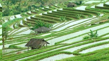 Produktivitas Padi di Bali Tinggi, Tapi Alih Fungsi Lahan Jadi Ganjalan 