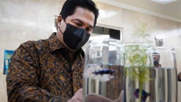 Menteri BUMN Erick Thohir Mulai Pelihara Ikan Cupang? 