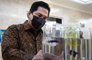 Menteri BUMN Erick Thohir Mulai Pelihara Ikan Cupang? 